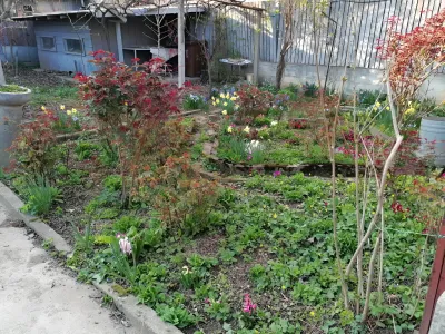 gradina flori casa vanzare cumparare Sector 1 Bucuresti